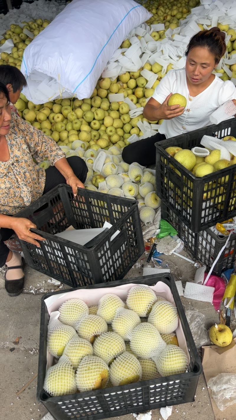 安徽砀山酥梨大量现货、皮薄汁多，大量上市中、产地代发、
