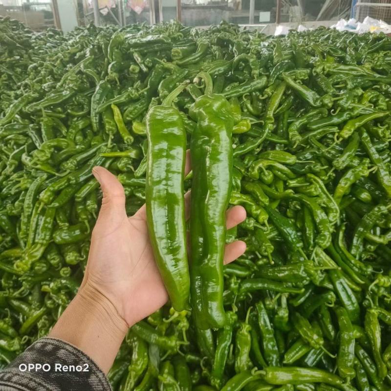 河南泡椒鲜辣椒大量上市大棚种植货量充足全国发货
