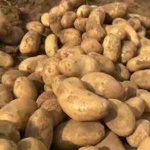 精品黄皮黄心土豆，规格3斤以上。