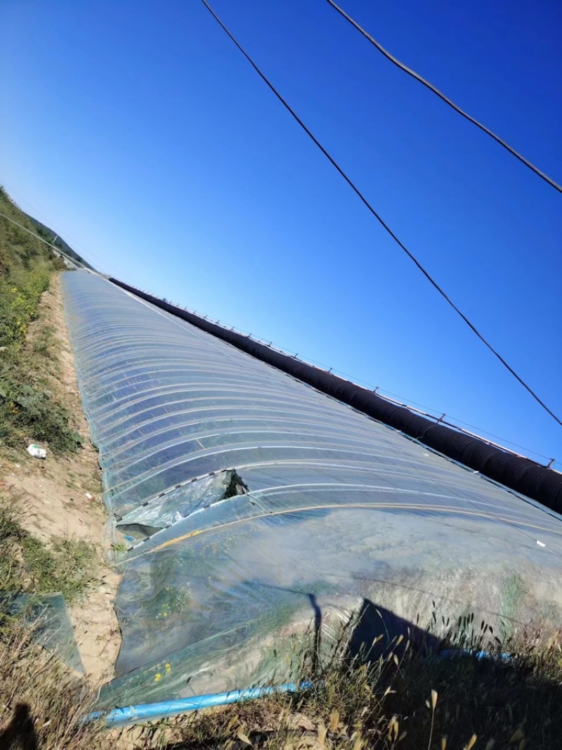 【当地直供】自家大量暖棚硬粉西红柿供应，支持实地考察