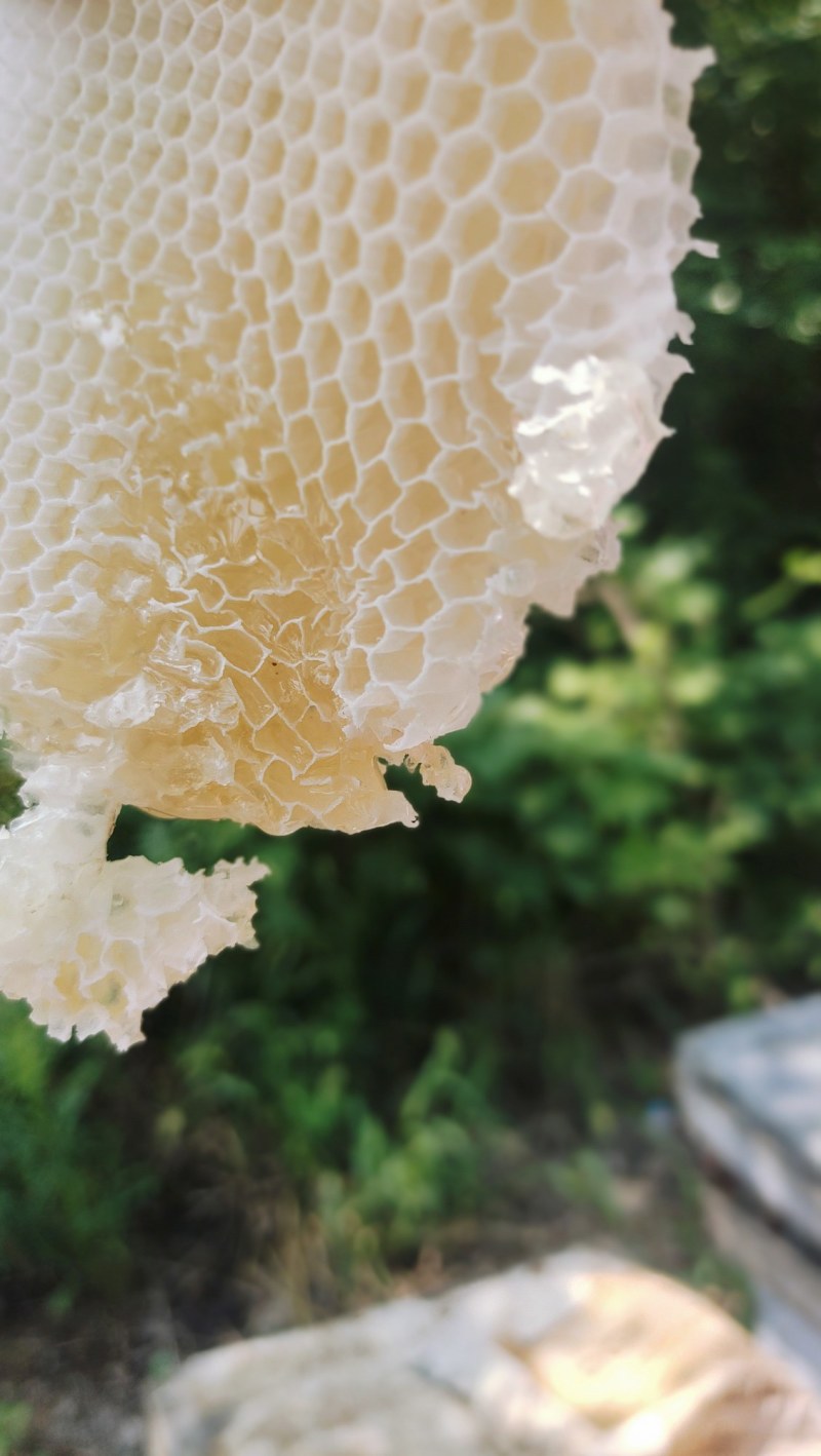 蜂蜜摇蜜用老巢蜜，封盖率50%-95%，诚信经营售后无忧