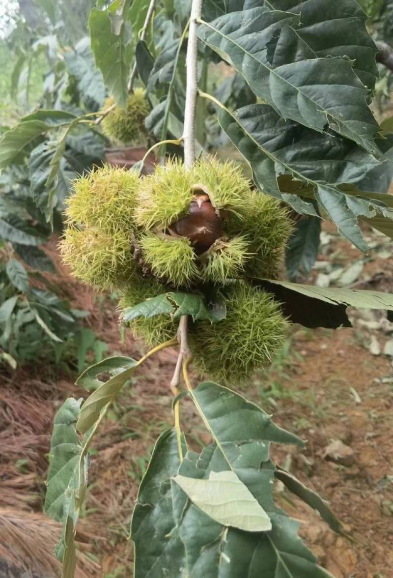 【推荐】河北青龙县新鲜板栗上市农场种植量大从优各种规格