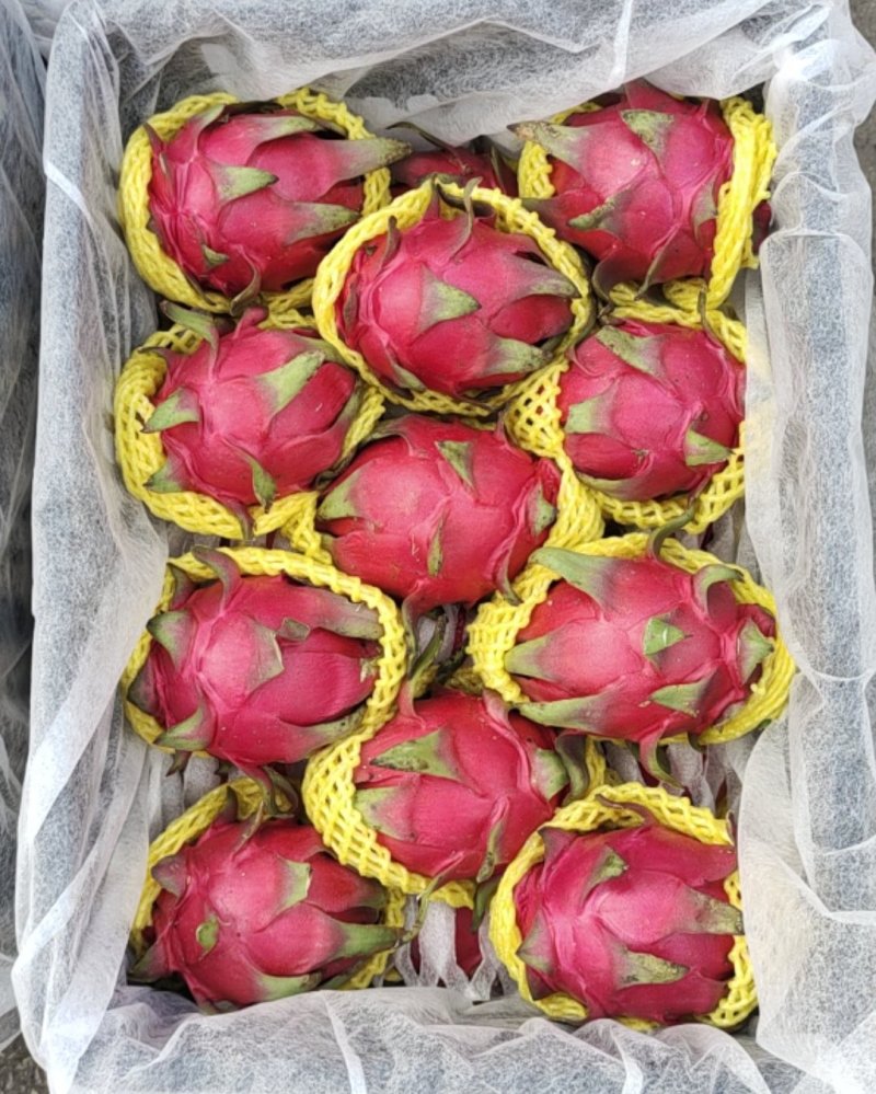 火龙果