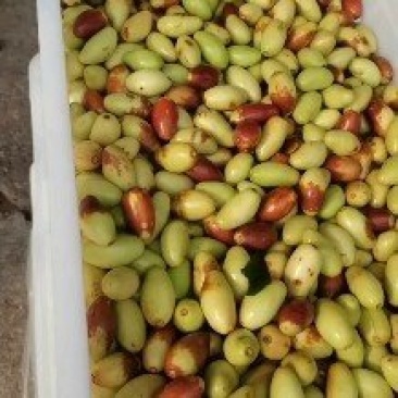 马牙枣，子弹头想来的老板联系我