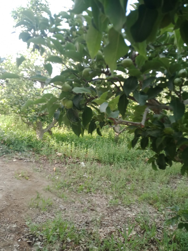 库尔勒香梨