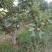 库尔勒香梨