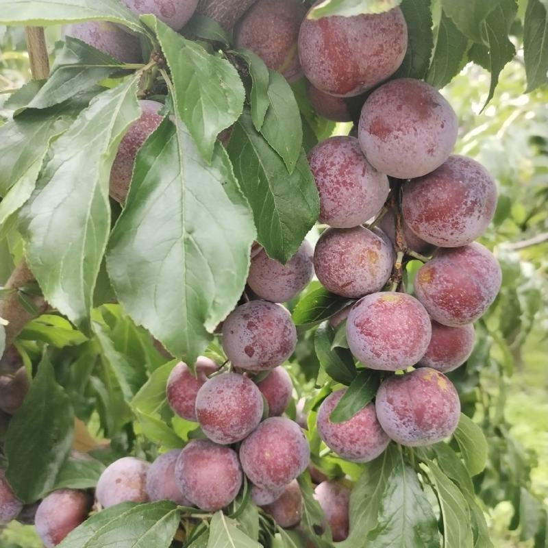小脆红