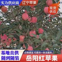 辽宁苹果精品岳阳红苹果大量上市口感脆甜产地直供