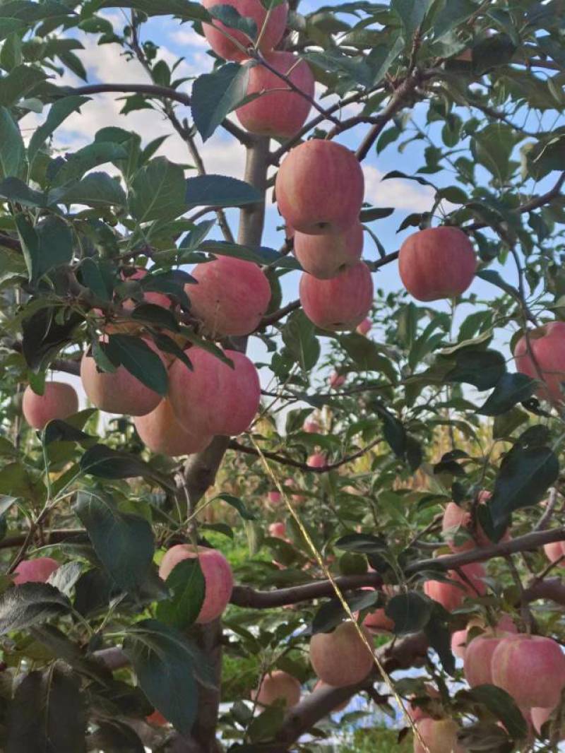 辽宁苹果精品岳阳红苹果大量上市口感脆甜产地直供