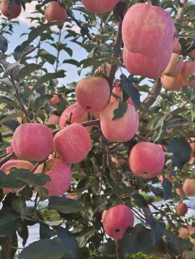 辽宁苹果精品岳阳红苹果大量上市口感脆甜产地直供