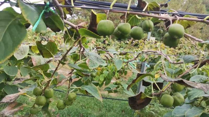 软枣猕猴桃库库瓦植株挂果特写