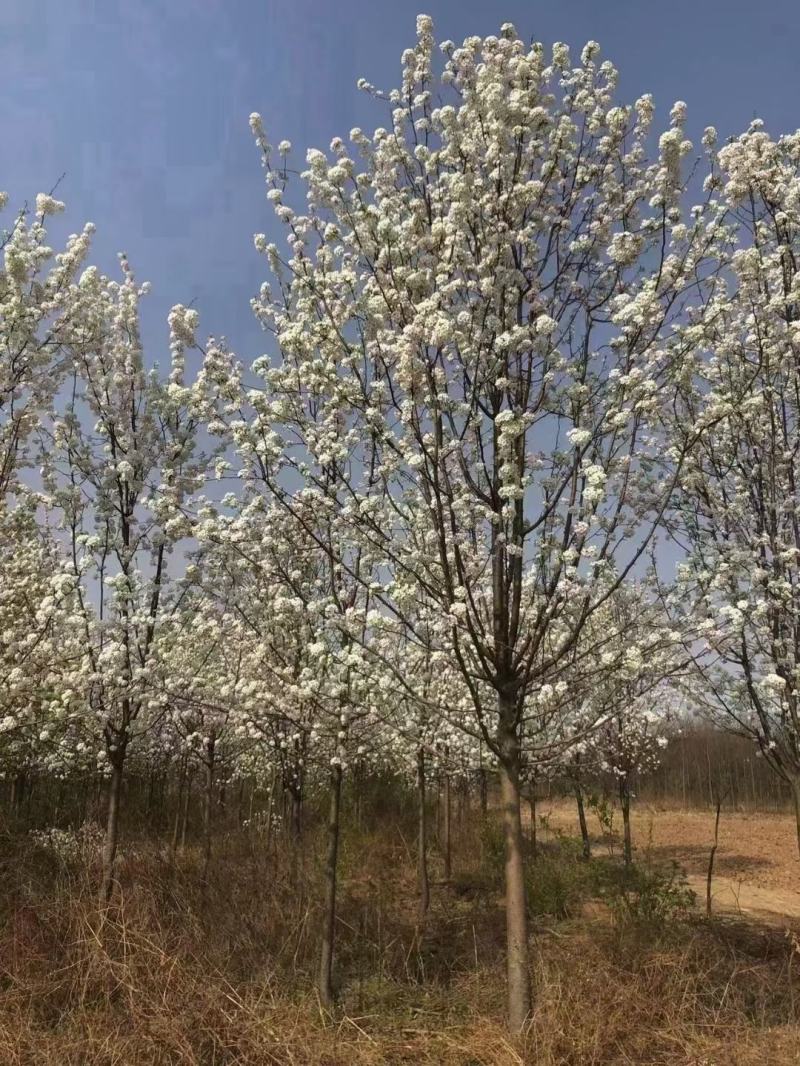 彩叶豆梨5-15公分清地出售中