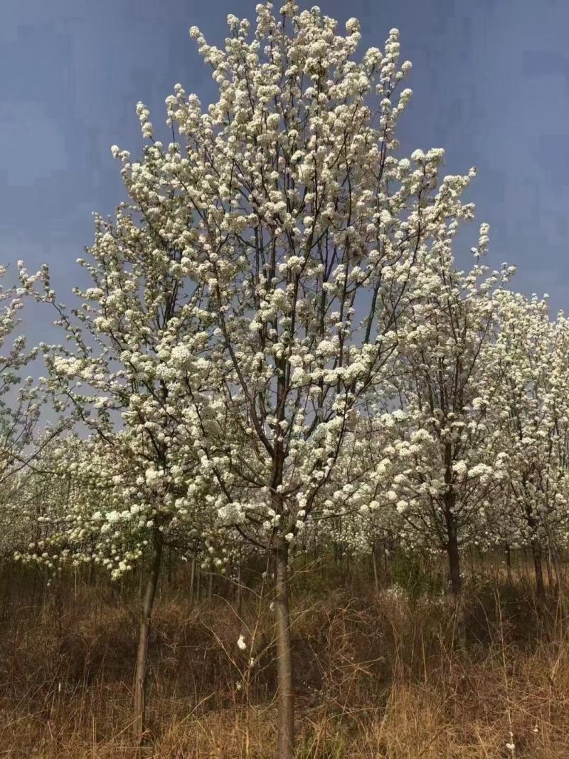 彩叶豆梨5-15公分清地出售中
