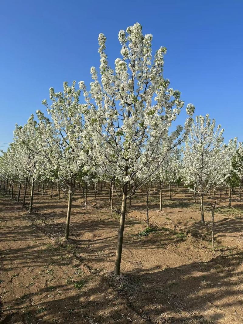 彩叶豆梨5-15公分清地出售中