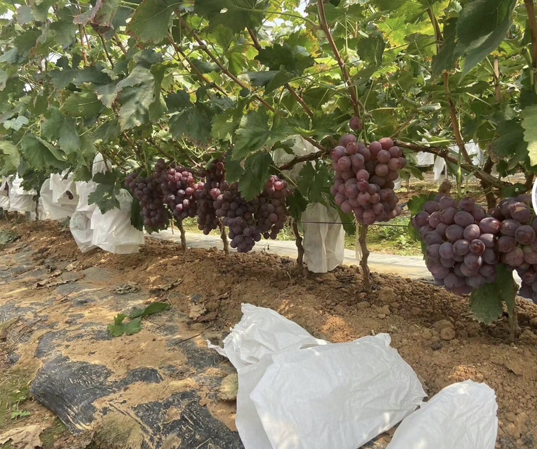 红提采收与包装现场