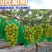 阳光玫瑰大量上市供应超市赶集货电商等各种客户