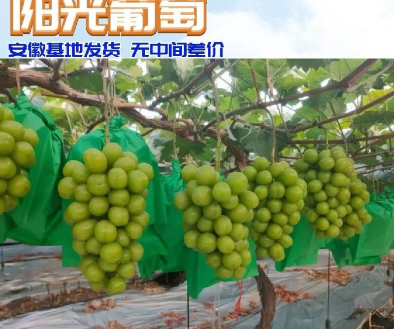 阳光玫瑰大量上市供应超市赶集货电商等各种客户
