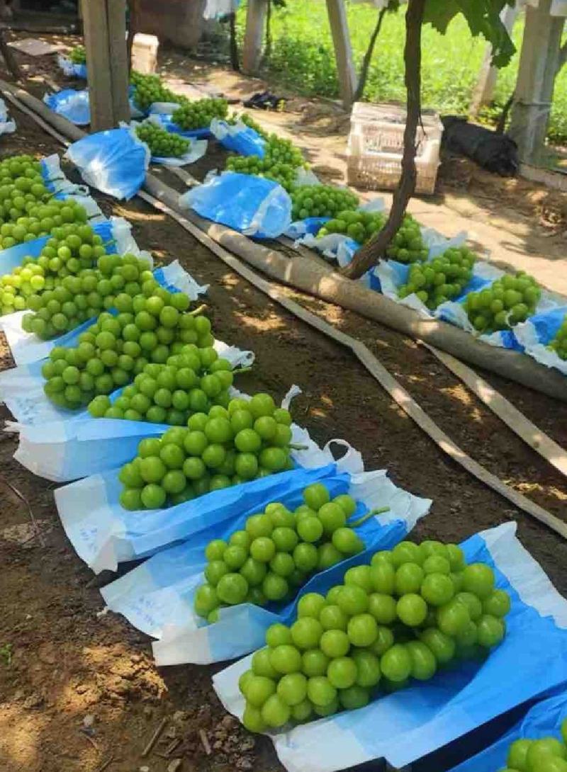 阳光玫瑰大量上市供应超市赶集货电商等各种客户