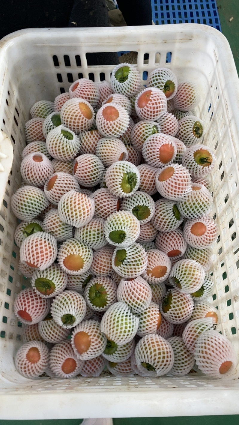 盘锦碱地柿子