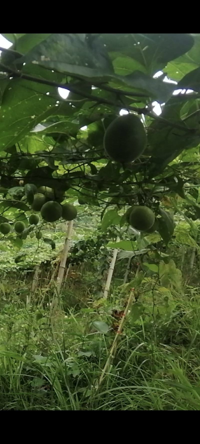 大量供应优质罗汉果