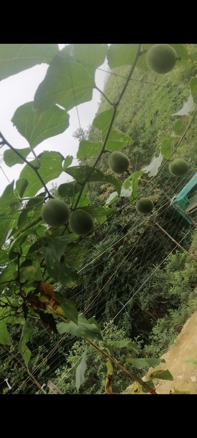 大量供应优质罗汉果
