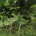 大量供应优质罗汉果