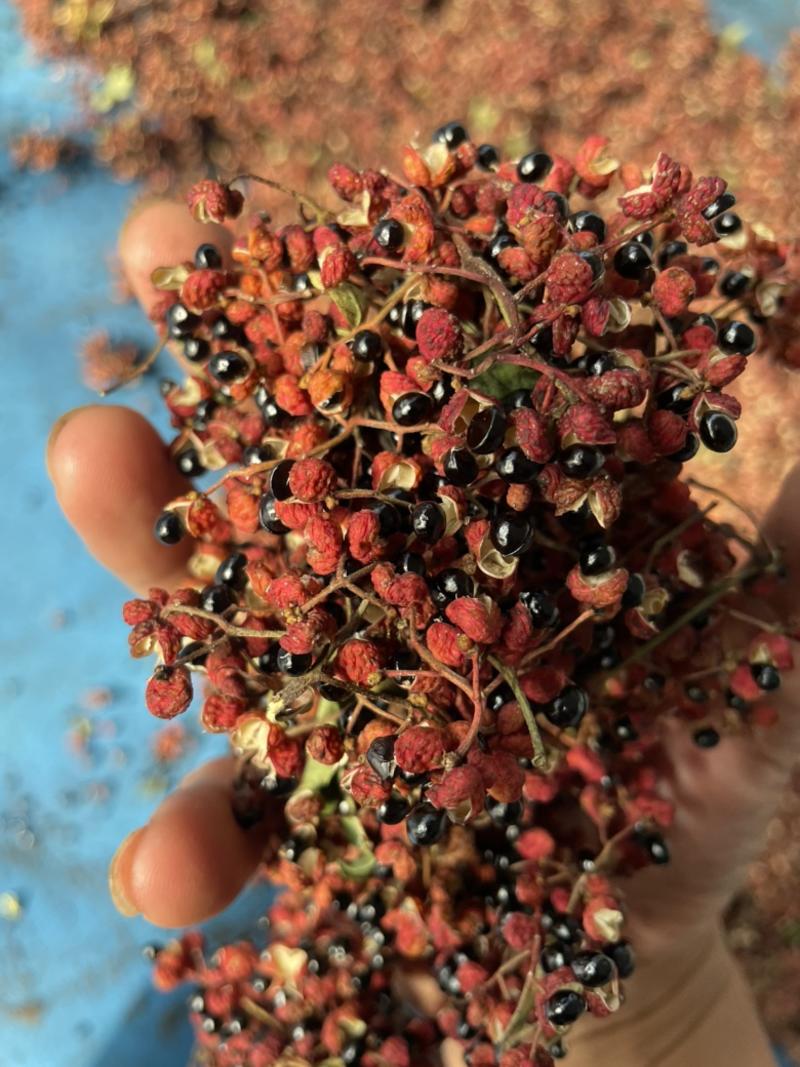 豫西大红袍花椒，干净无杂质，颗粒大麻度高批发走全国