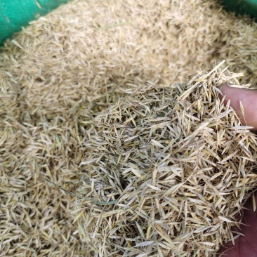 湟中县草种子大量有货