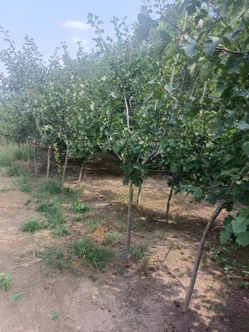 山楂树