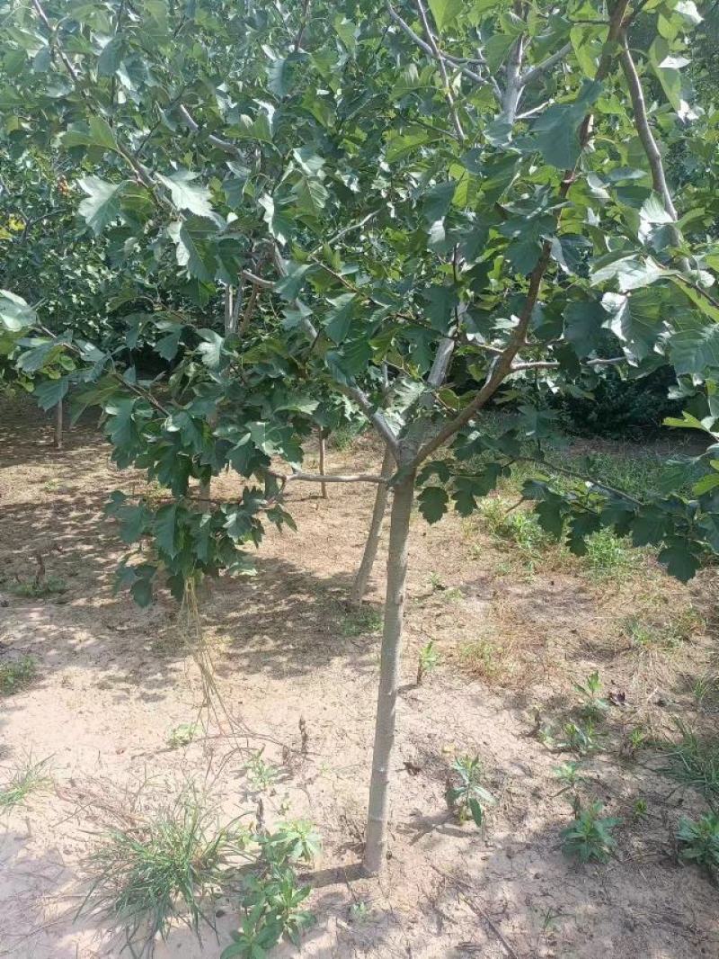 山楂树