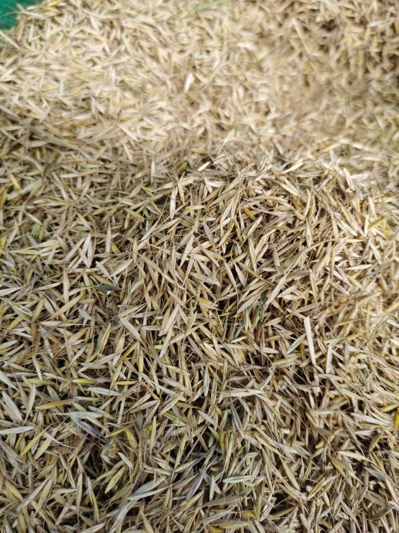湟中县草种子大量有货