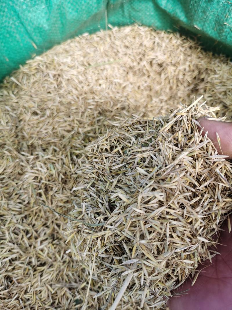湟中县草种子大量有货