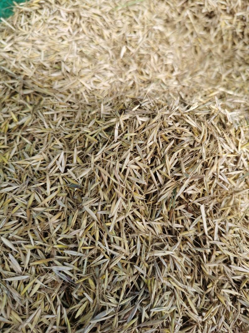 湟中县草种子大量有货
