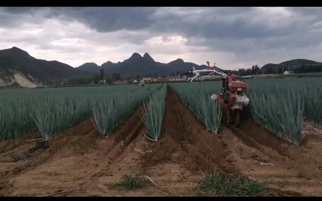 大葱丰收场景