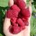 早熟新品种双季大果树莓苗当年结果采摘园品种基地直供