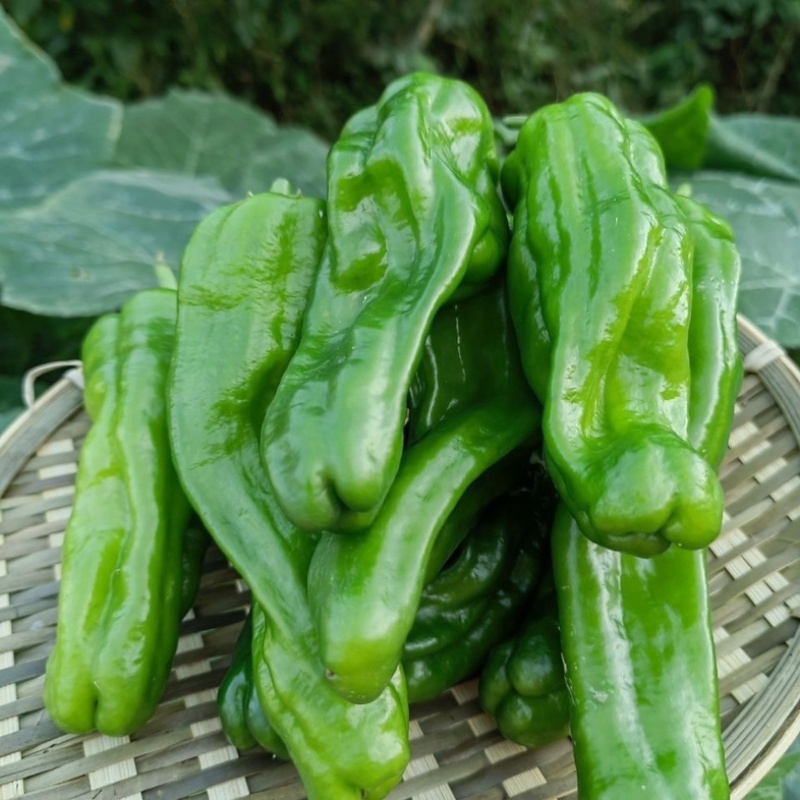 301泡椒，线椒，夏邑产地发往全国货量稳定可致电