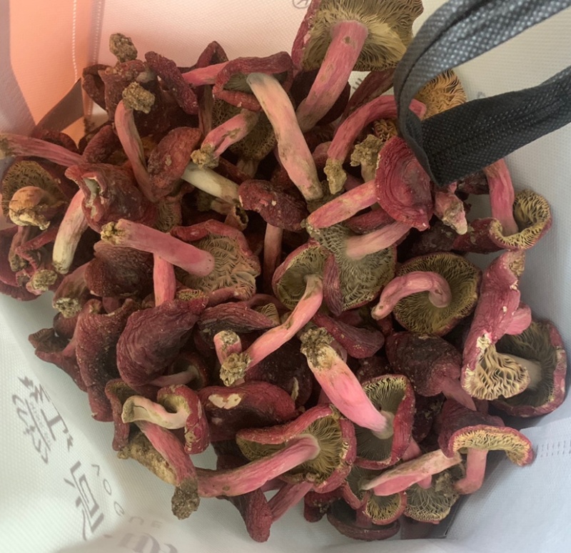 正宗深山野生红菇正红蓝底