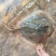 黄鳐鳐鱼老板鱼1000/3000