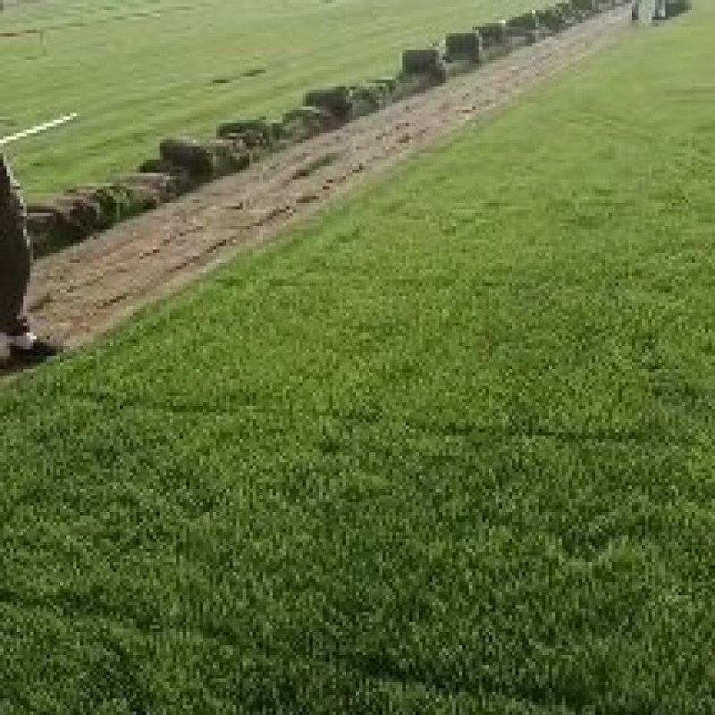 草坪草四季青草坪河北基地规格可按需定制电联采购