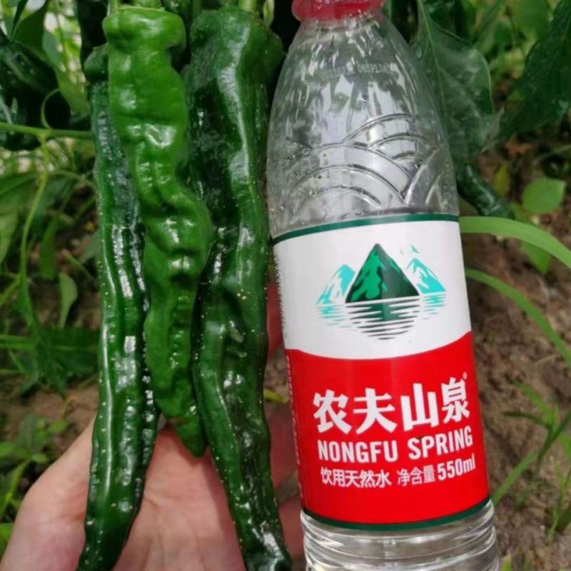 大黑108皱皮辣椒种子皮薄质脆辣味香浓大果黑绿皮大田用