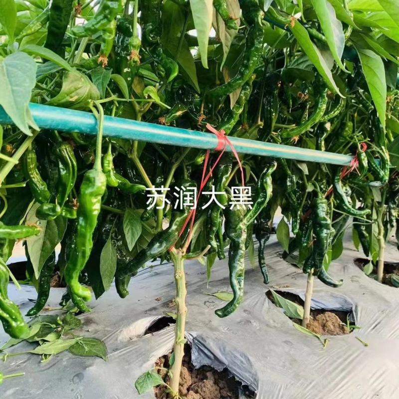 苏润大黑皱皮椒种子羊角型中早熟青果黑色杂交一代种子