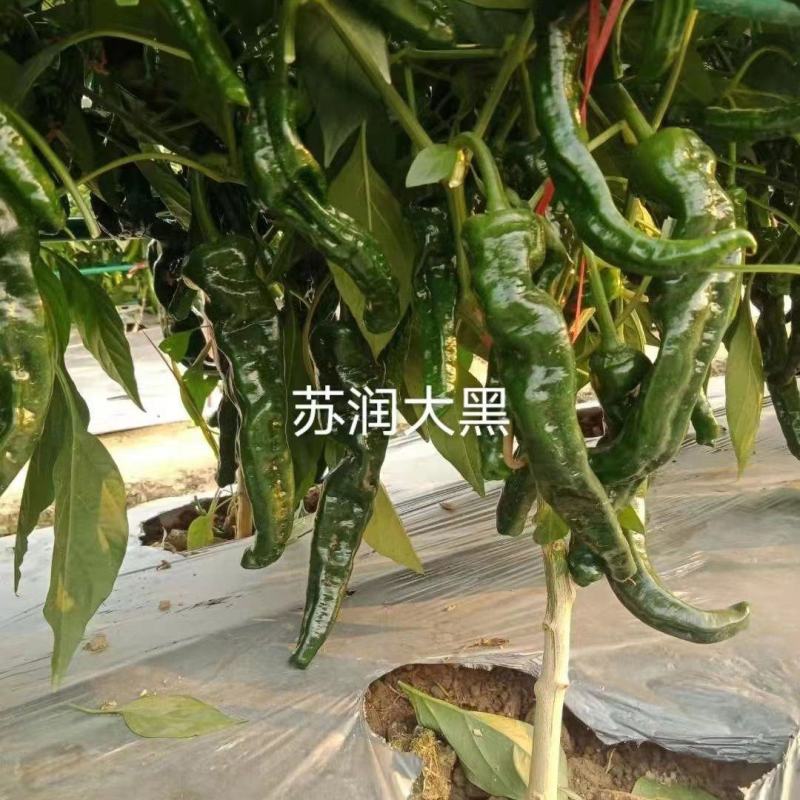 精品大果黑优皱皮辣椒种子皮薄质脆辣味香浓大黑绿皮马嘴型辣