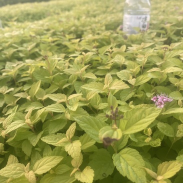 金山绣线菊