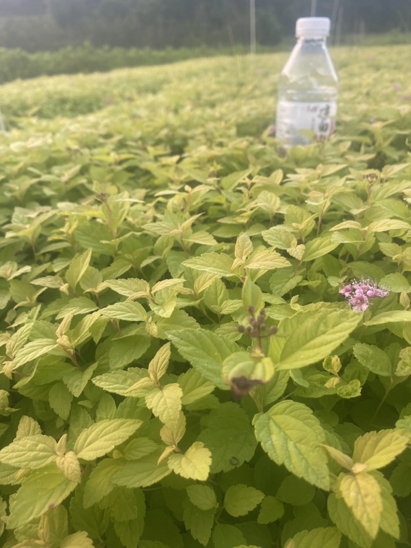 金山绣线菊