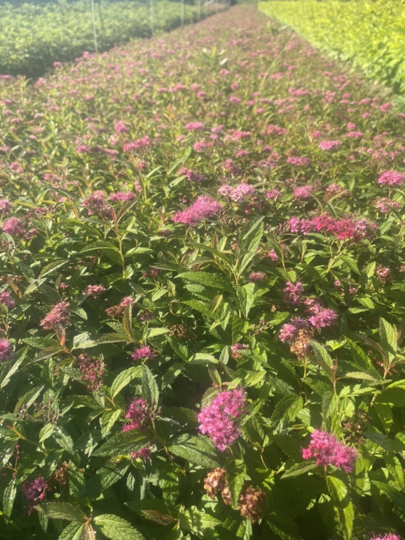 粉花绣线菊