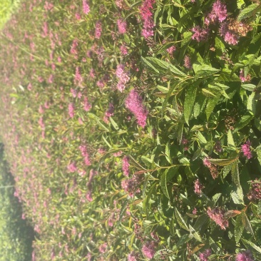 粉花绣线菊
