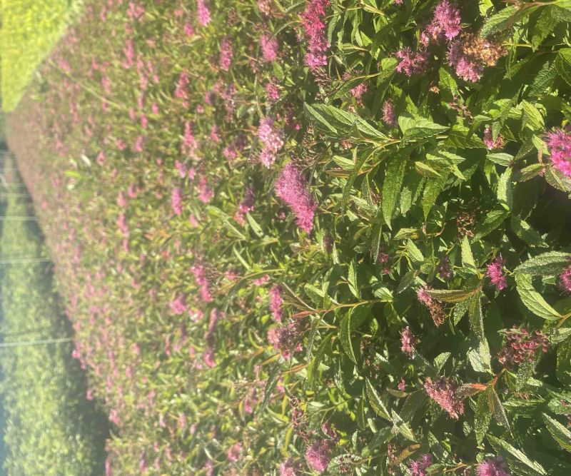 粉花绣线菊