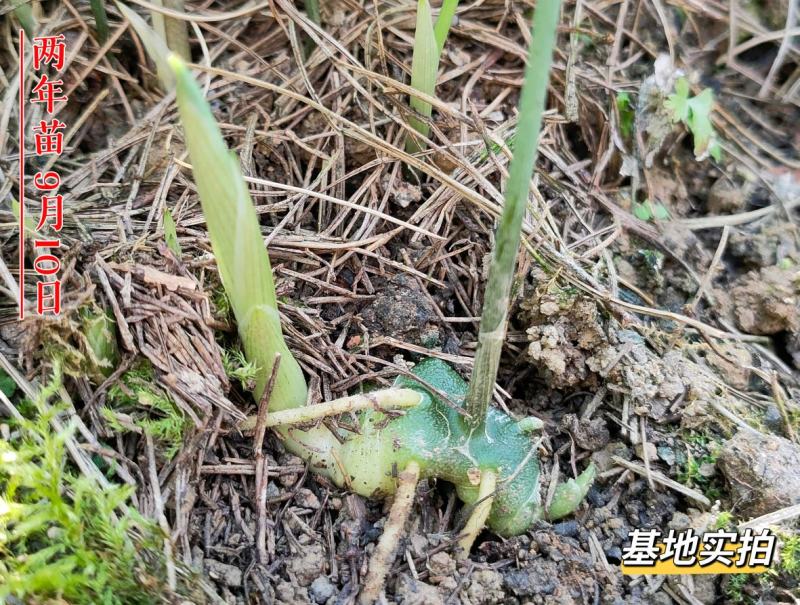 黄精种苗高杆川黄精，两年苗，多花黄精种苗