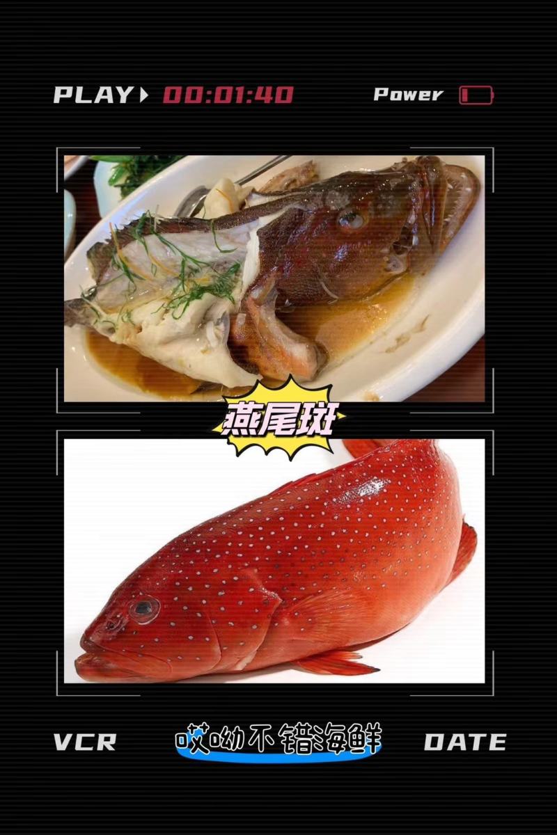 燕尾斑真空去内脏1-2斤都有通货