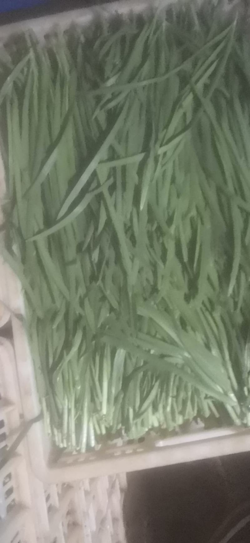 韭菜价格美丽产地直发量大价优对接全国各级批发市场